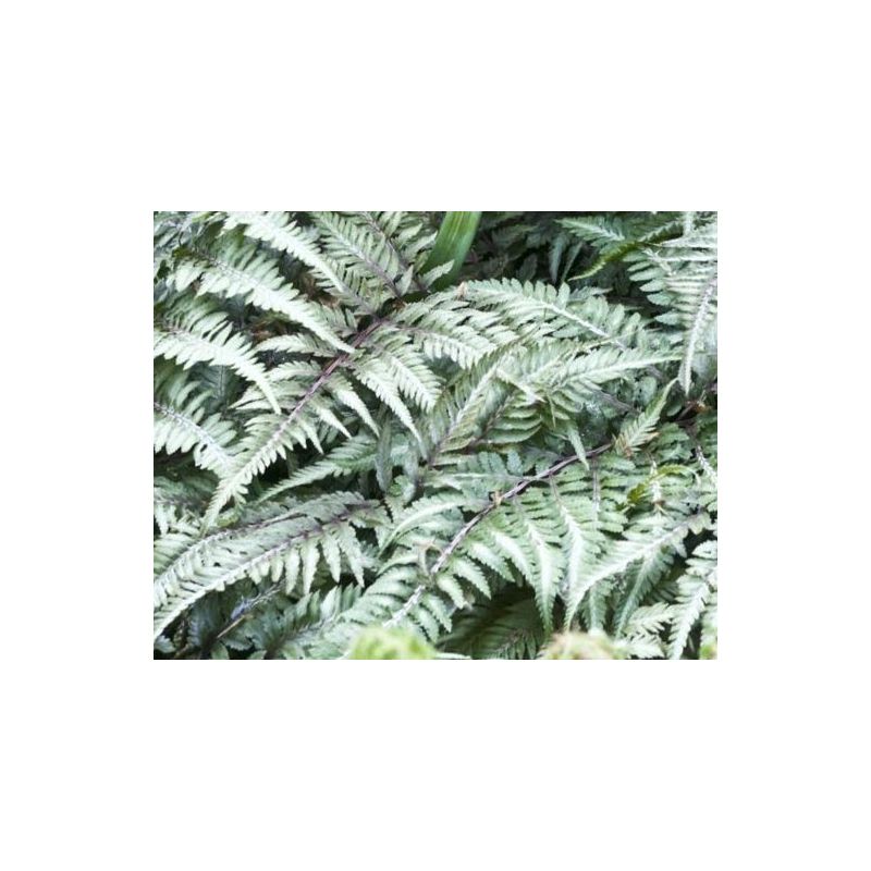 Athyrium Metallicum - 6 stuks