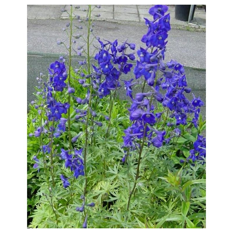 Delphinium Atlantis - 6 stuks