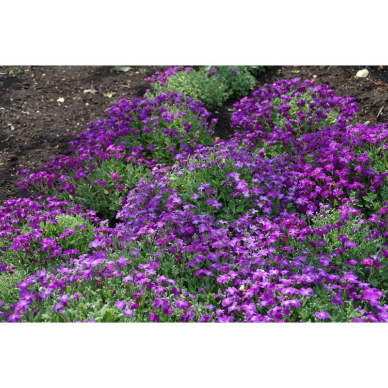 Aubrieta Cascade Purple - 6 stuks