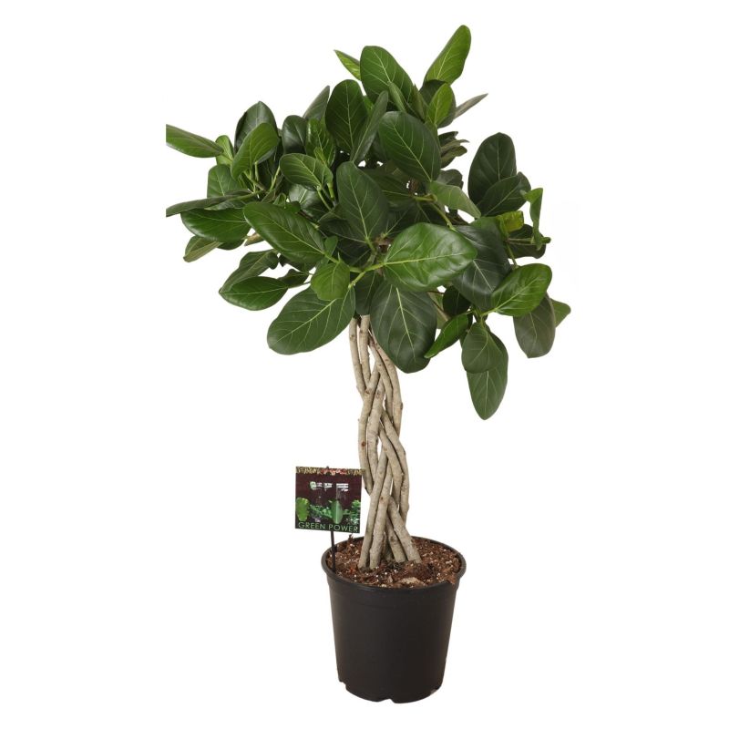 Ficus Benghalensis Audrey gevlochten stam