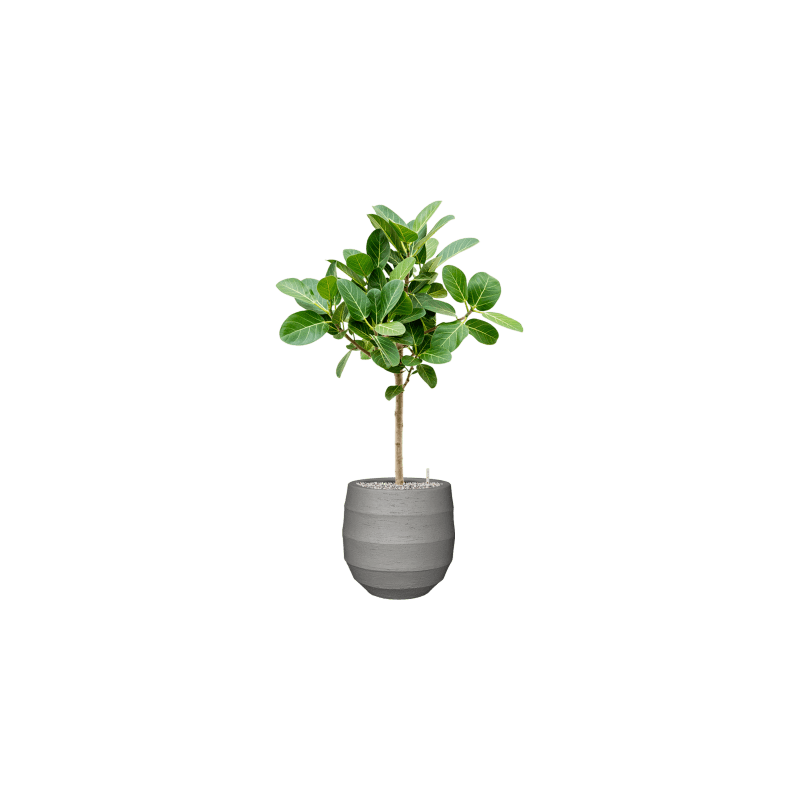 Ficus Benghalensis Audrey op stam