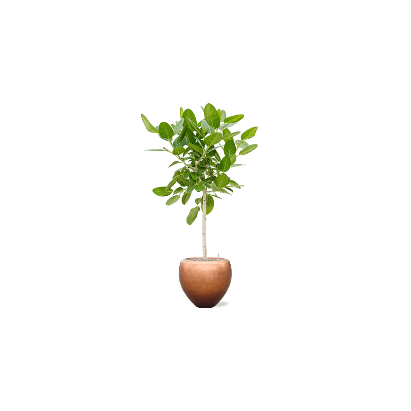 Ficus Benghalensis Audrey op stam