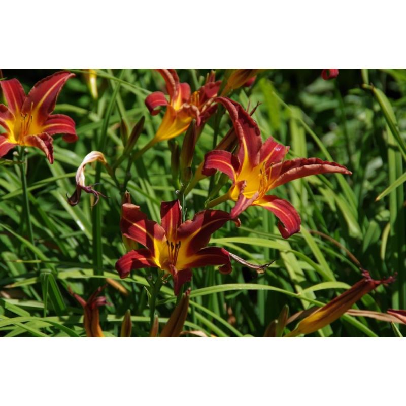 Hemerocallis Autumn Red - 6 stuks