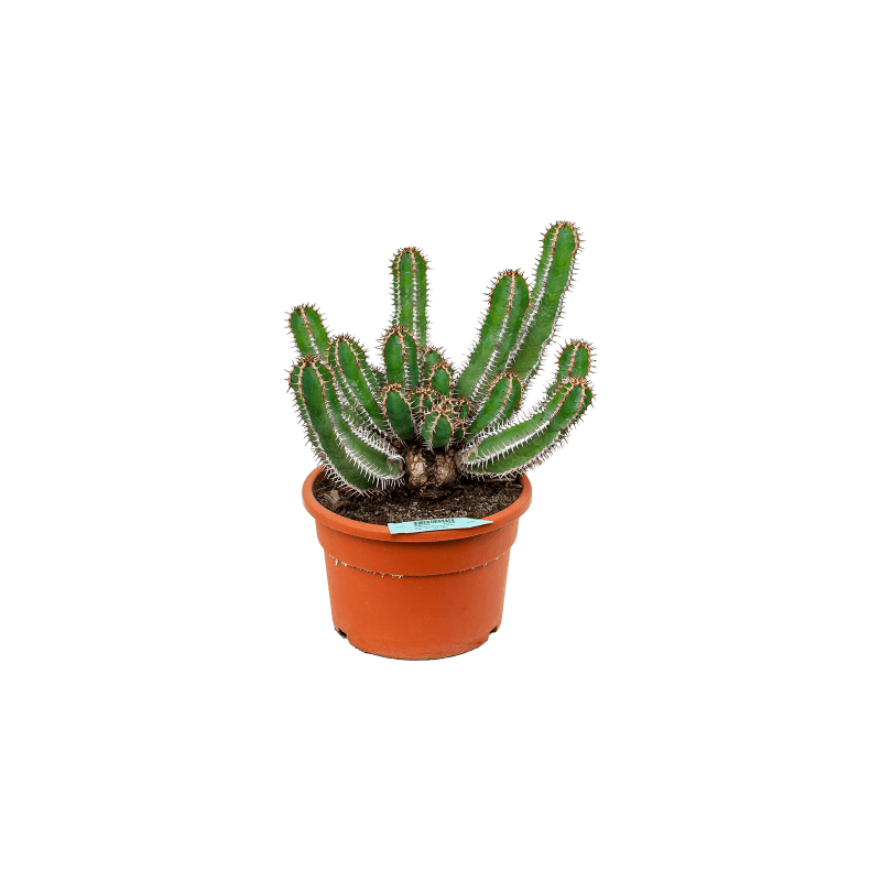 Euphorbia avasmontana