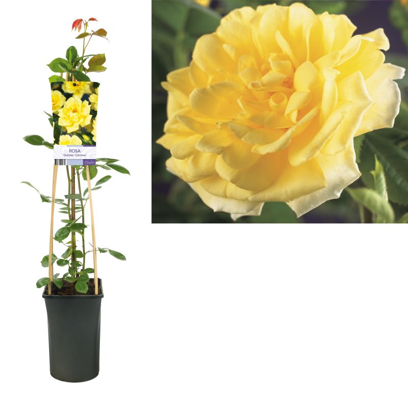 Rosa Golden Climber