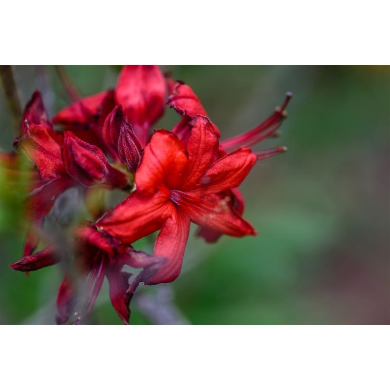 Rhododendron Baden-Baden