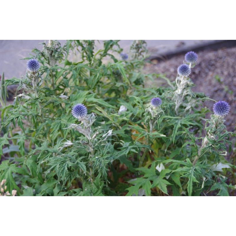 Echinops bannaticus - 6 stuks