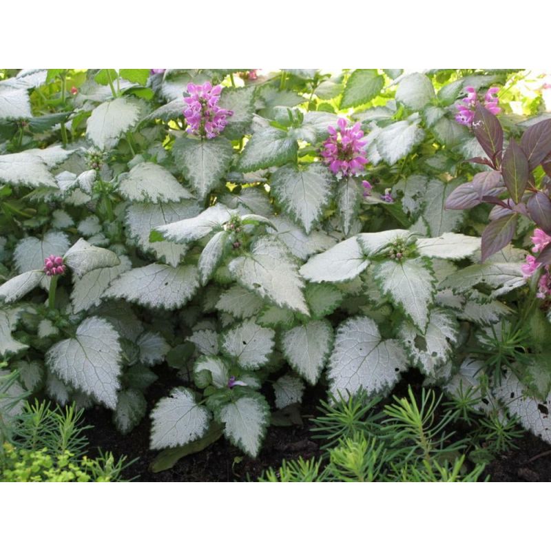  Lamium Beacon Silver - 6 stuks