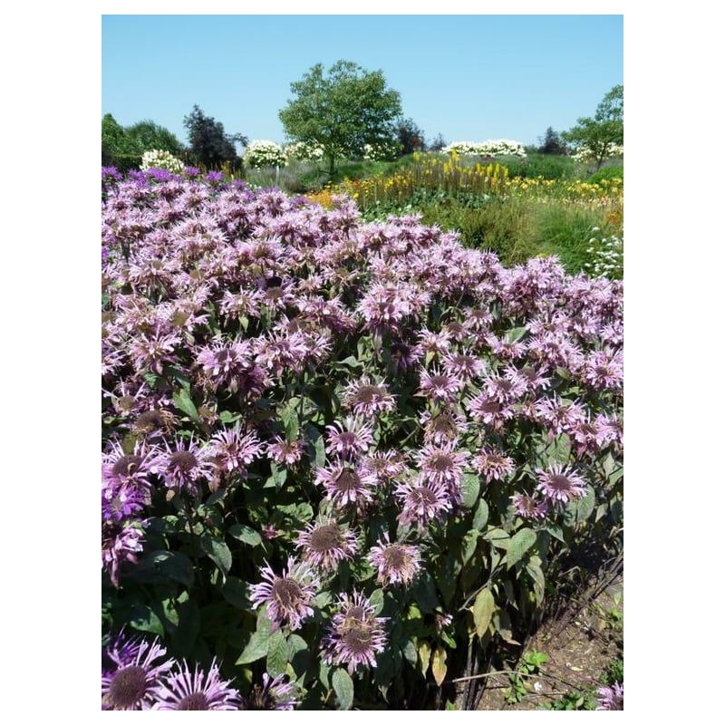 Monarda Beauty of Cobham - 6 stuks