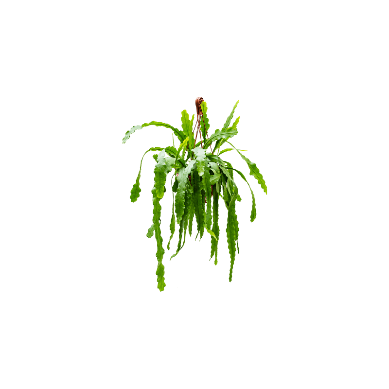 Epiphyllum Beavertail