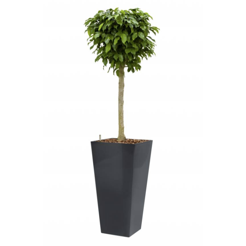 Ficus op stam hydrocultuur in Runner vierkant Antraciet