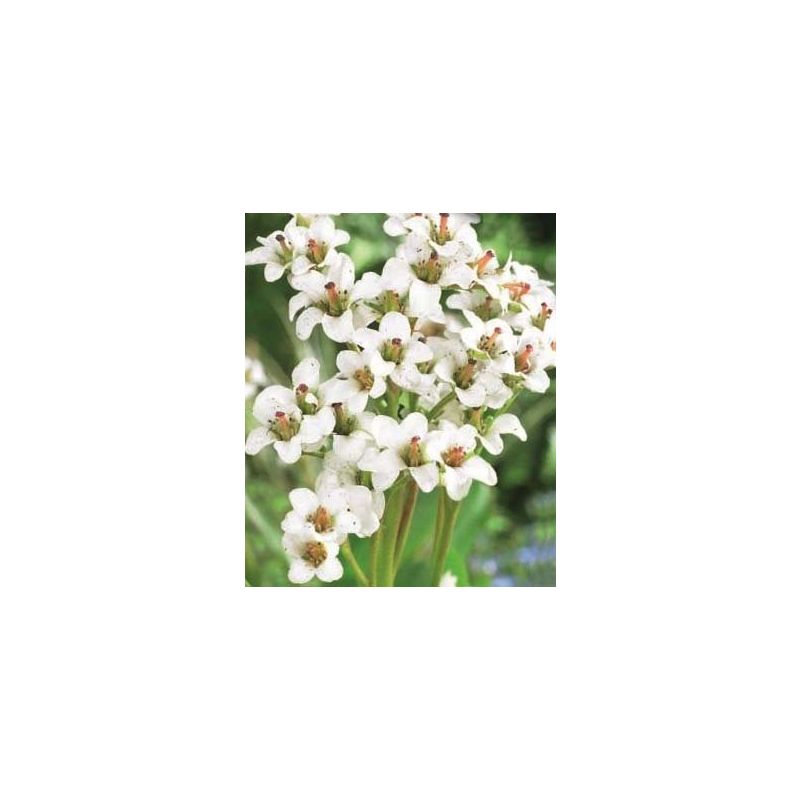 Bergenia Bressingham White - 6 stuks