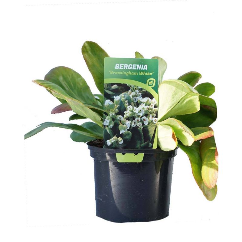 Bergenia Bressingham White - 6 stuks