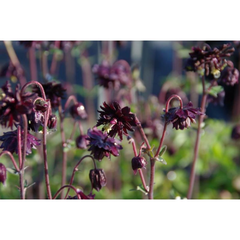 Aquilegia Black Barlow - 6 stuks