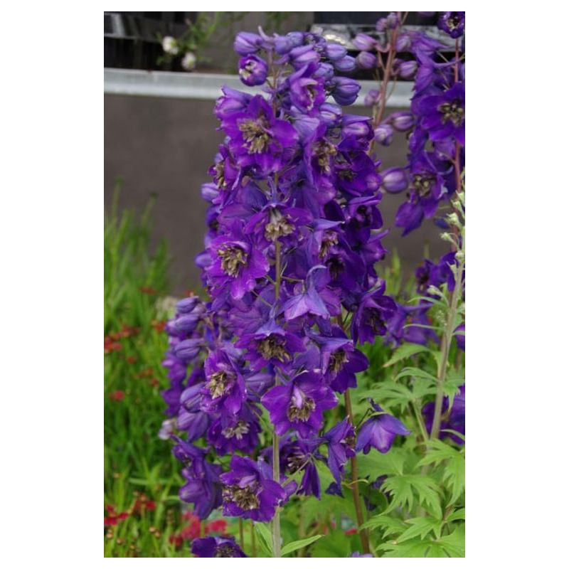 Delphinium Black Knight - 6 stuks