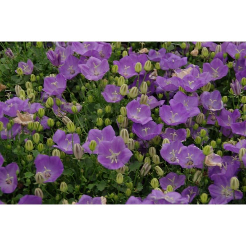 Campanula Blaue Clips - 6 stuks