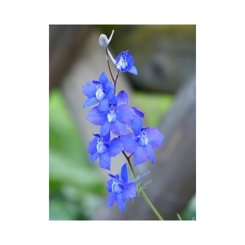 Delphinium Blauer Zwerg - 6 stuks