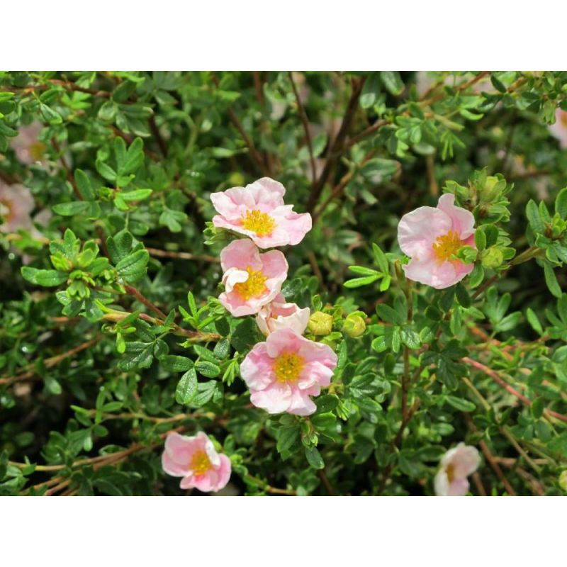 Potentilla Blink - 6 stuks