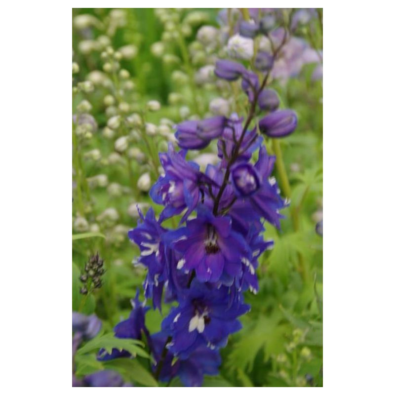 Delphinium Blue Bird - 6 stuks