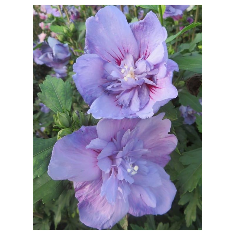 Hibiscus Blue Chiffon