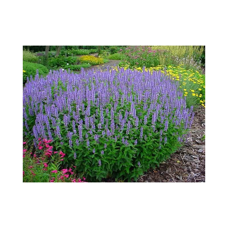 Agastache Blue Fortune - 6 stuks