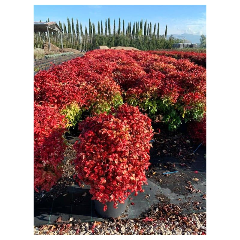 Nandina Blush Pink