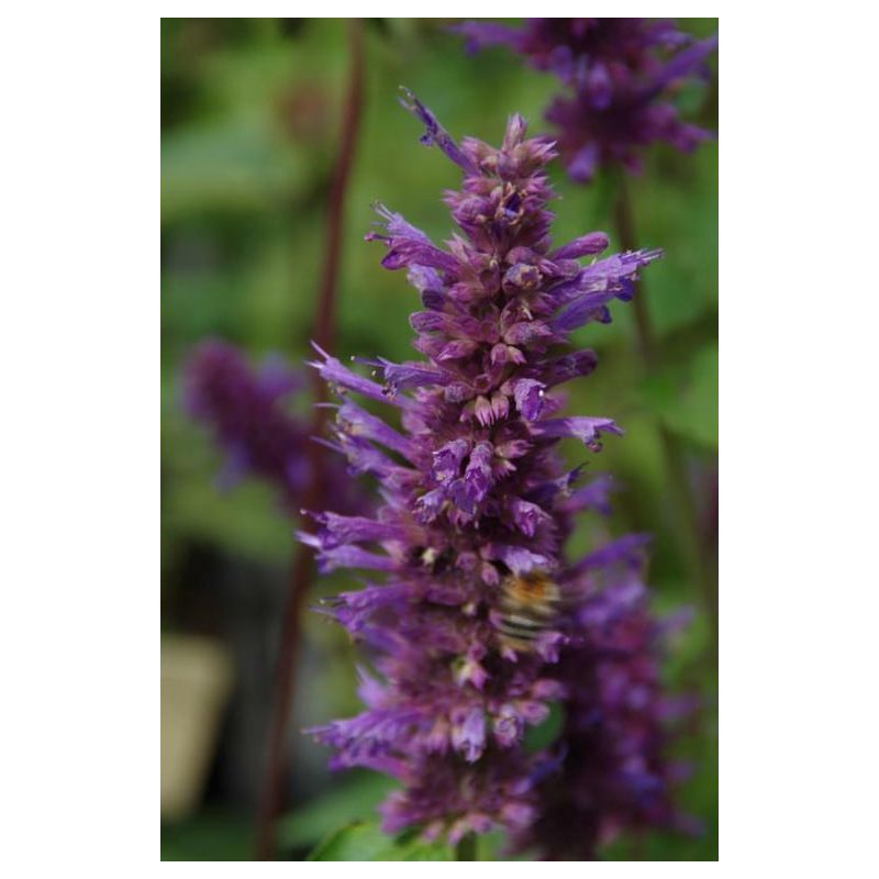 Agastache Blue Boa - 6 stuks