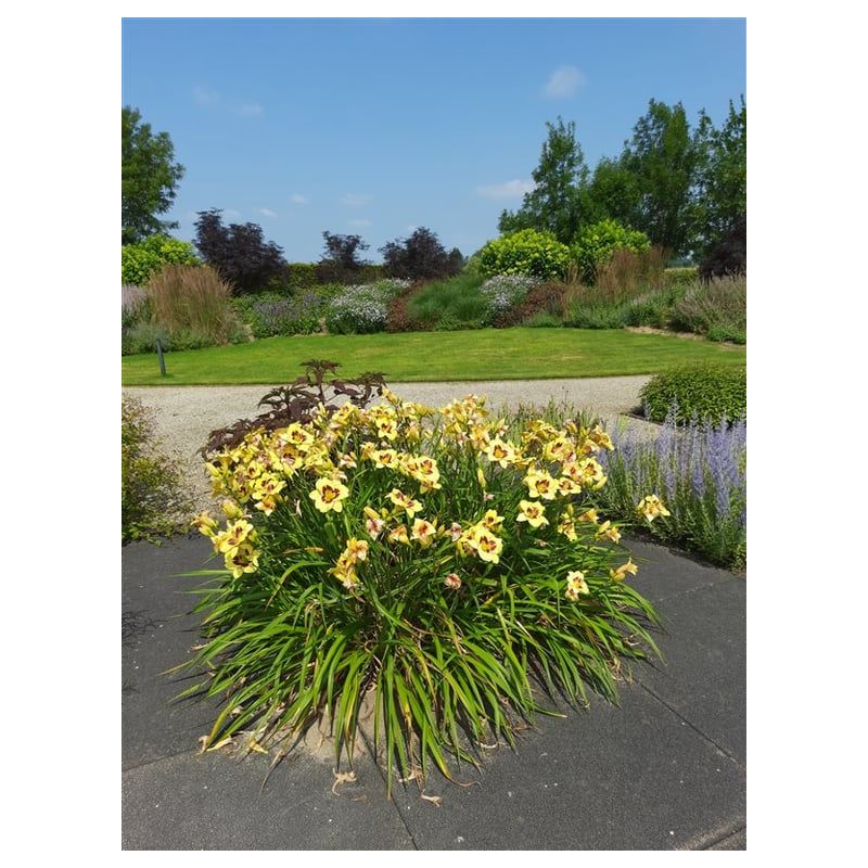 Hemerocallis Bonanza - 6 stuks