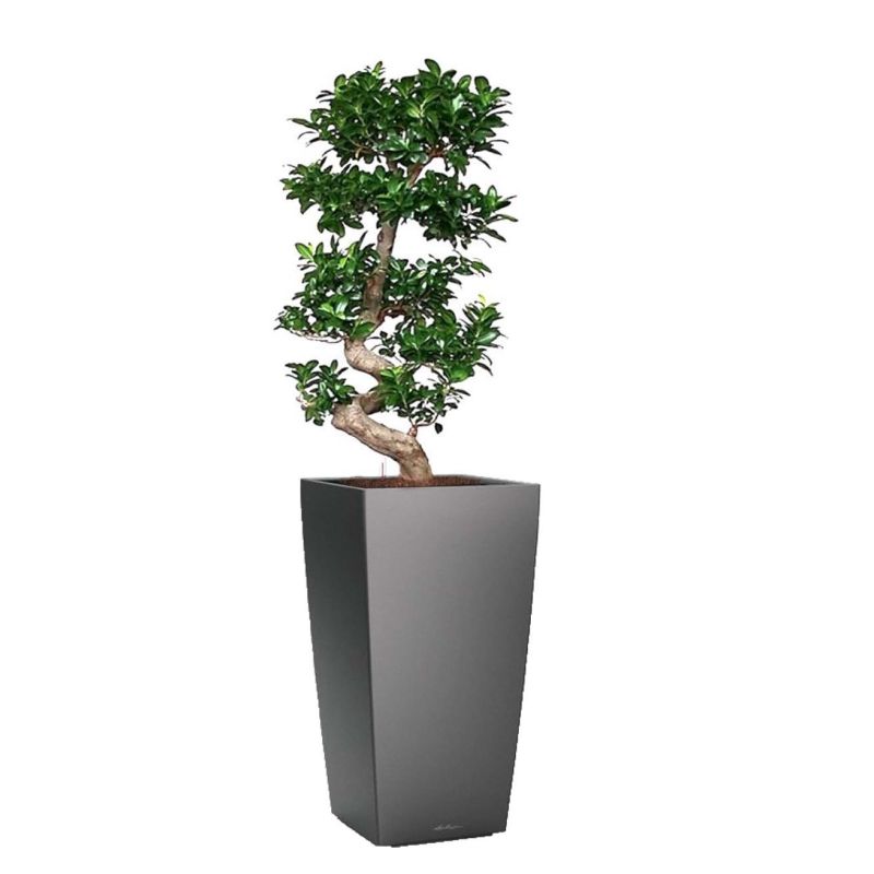 Ficus Bonsai in watergevende Cubico antraciet