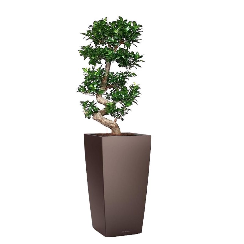 Ficus Bonsai in watergevende Cubico bruin