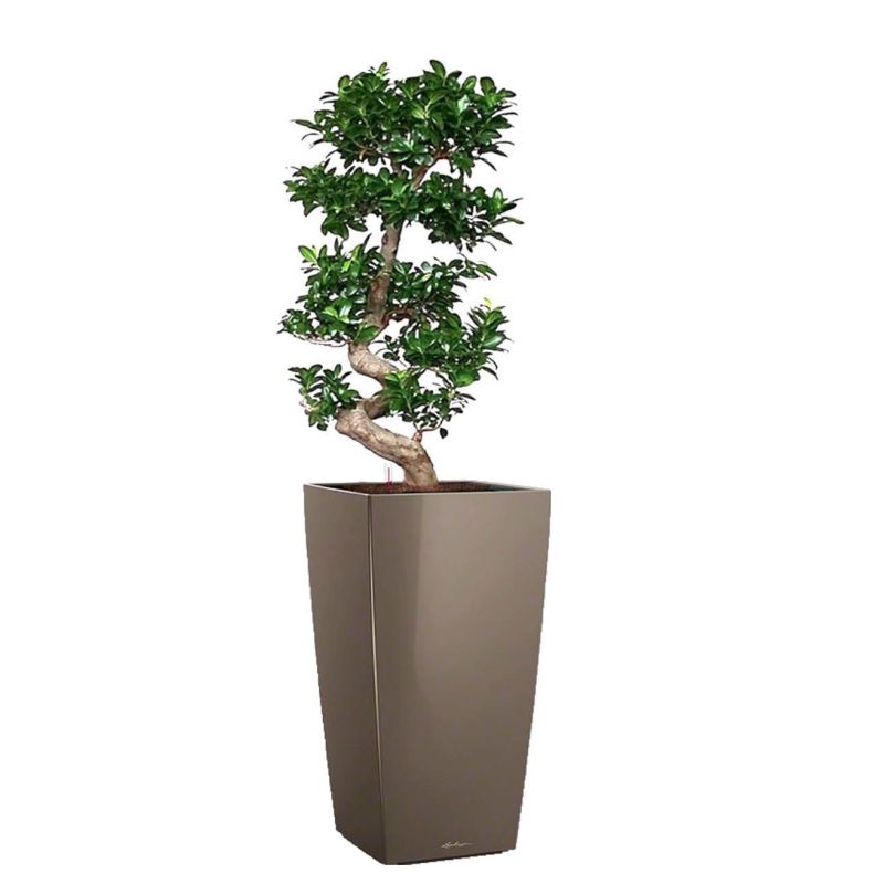 Ficus Bonsai in watergevende Cubico taupe