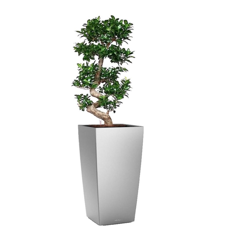 Ficus Bonsai in watergevende Cubico zilver