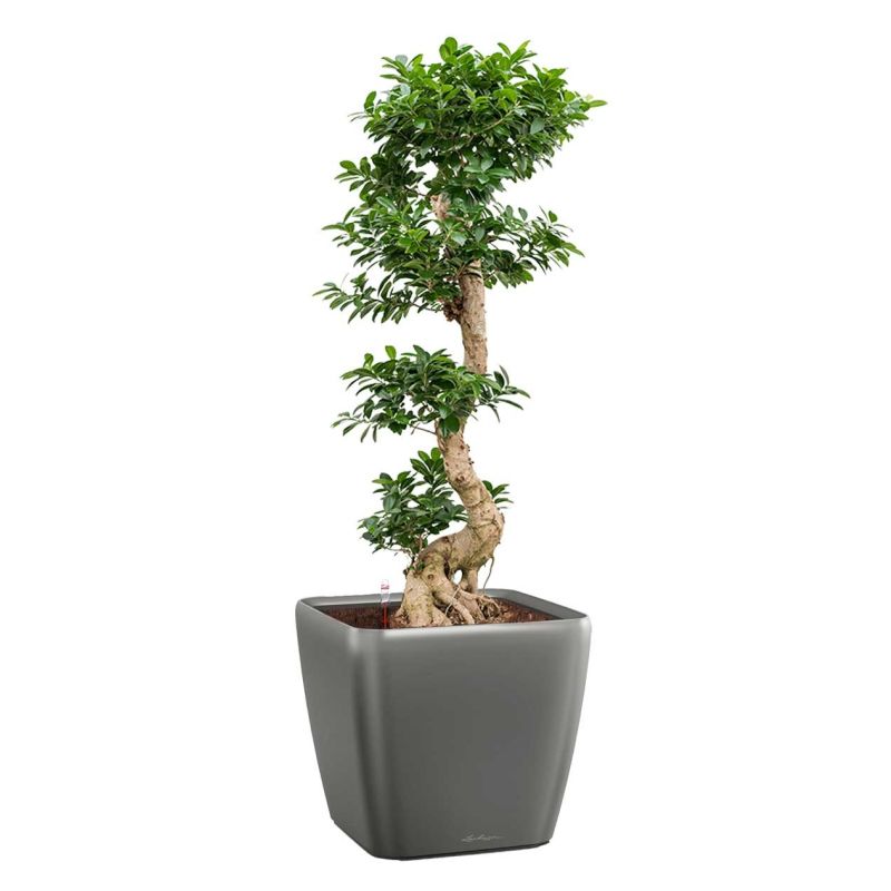 Ficus Bonsai in watergevende Quadro antraciet