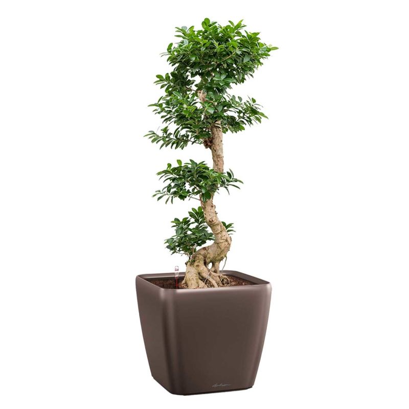 Ficus Bonsai in watergevende Quadro bruin