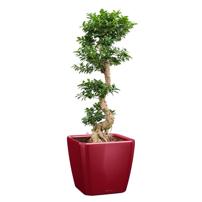 Ficus Bonsai in watergevende Quadro rood