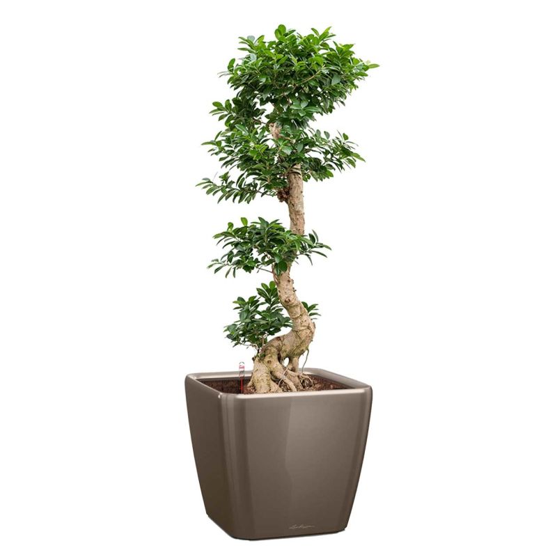 Ficus Bonsai in watergevende Quadro taupe