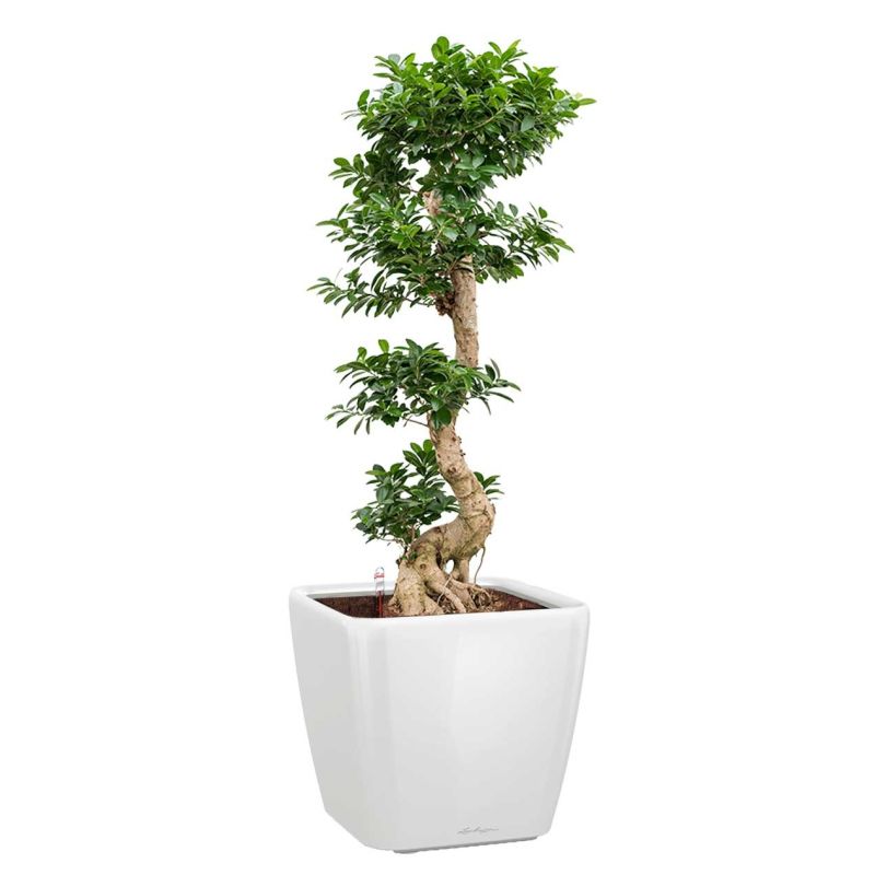 Ficus Bonsai in watergevende Quadro wit