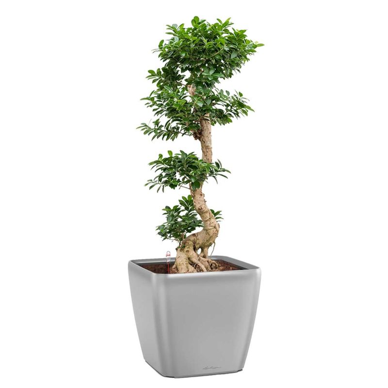 Ficus Bonsai in watergevende Quadro zilver