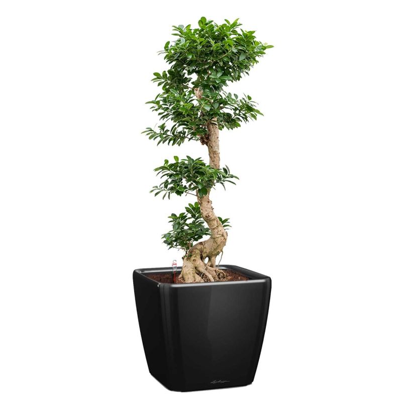 Ficus Bonsai in watergevende Quadro zwart