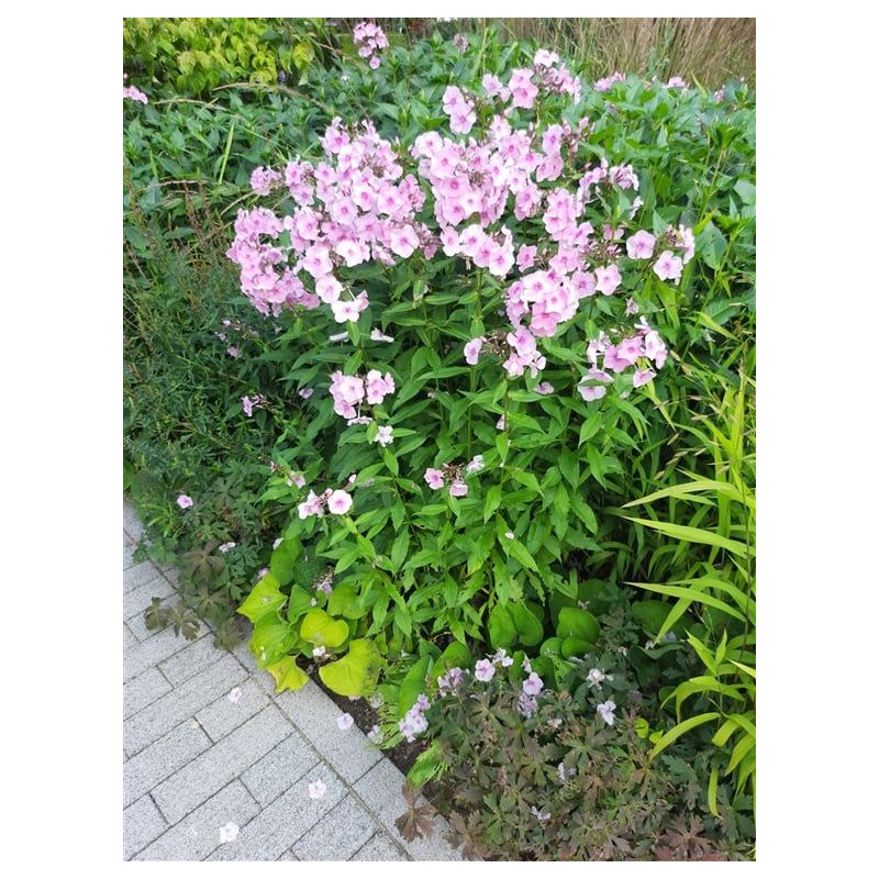 Phlox Bright Eyes - 6 stuks