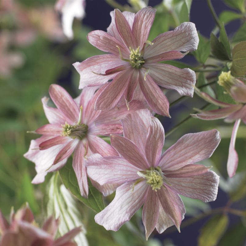 Clematis Broughton Star