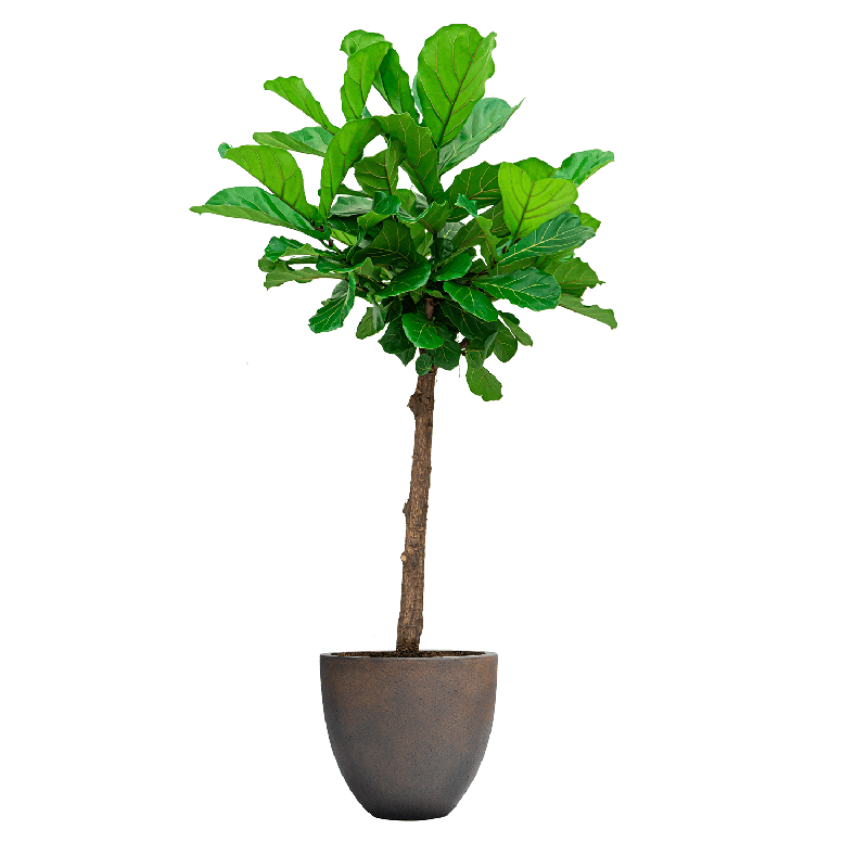 Ficus Lyrata vertakt in Grigio Egg Concrete bruin