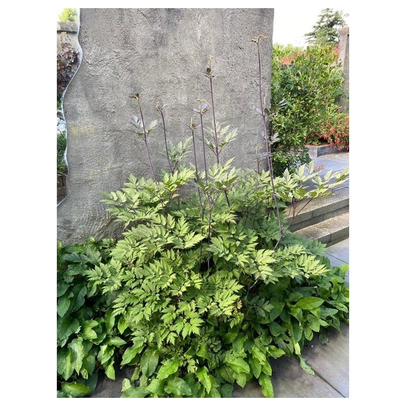 Actaea Brunette - 6 stuks