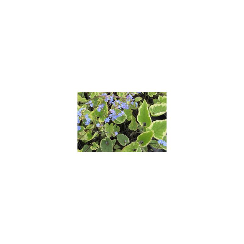 Brunnera Hadspen Cream - 6 stuks