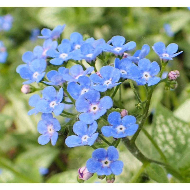 Brunnera Sea Heart - 6 stuks