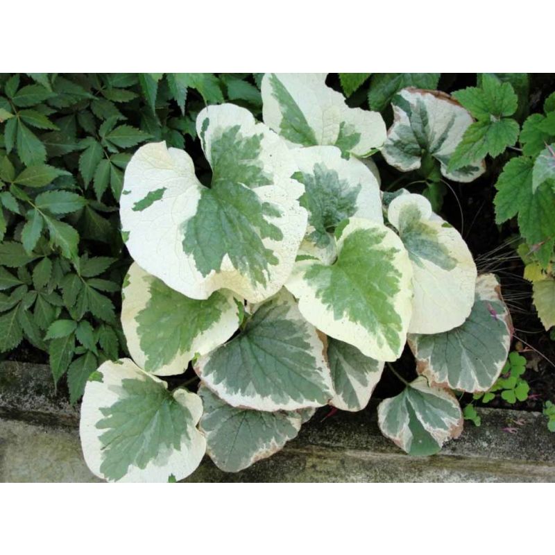 Brunnera Variegata - 6 stuks