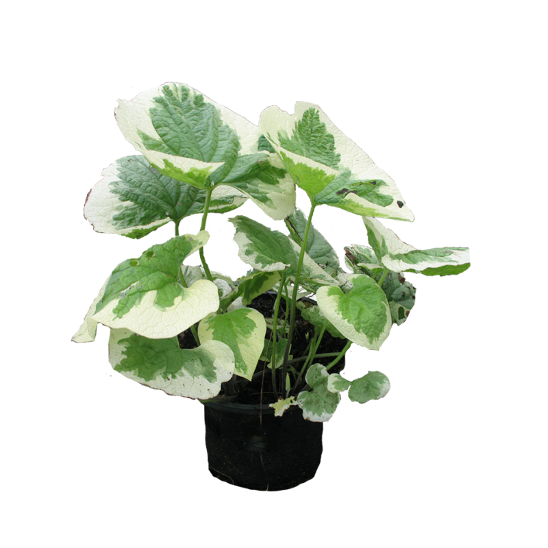 Brunnera Variegata - 6 stuks