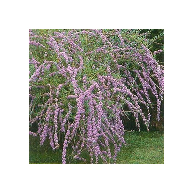 Buddleja Alternifolia