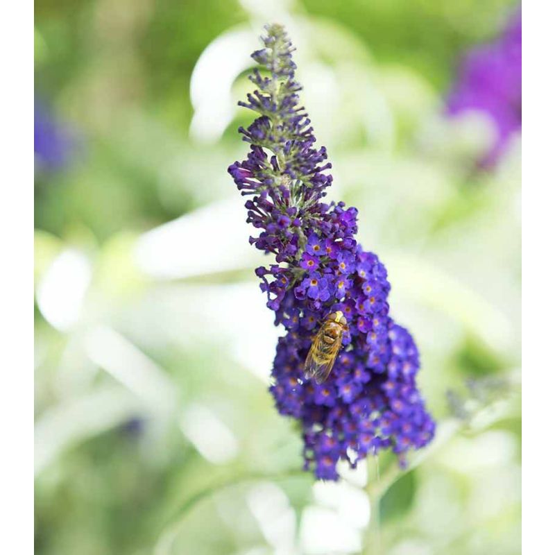 Buddleja Empire Blue