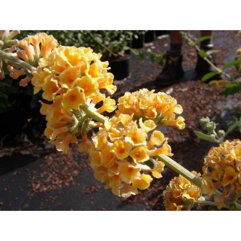 Buddleja Sungold